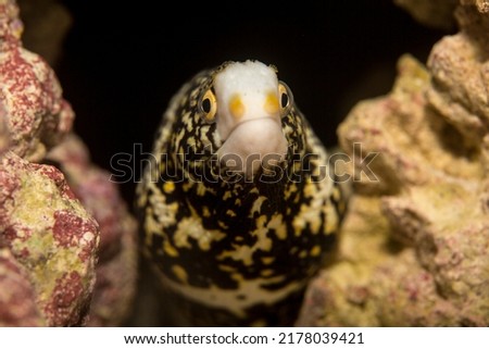 The Snowflake Eel, also known as the Snowflake Moray Eel, Clouded Moray, or Starry Moray, is one of the most beautiful morays, and inhabits caves and crevices throughout the Indo-Pacific reefs.