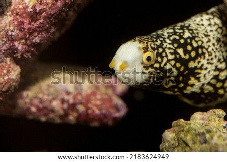 The Snowflake Eel, also known as the Snowflake Moray Eel, Clouded Moray, or Starry Moray, is one of the most beautiful morays, and inhabits caves and crevices throughout the Indo-Pacific reefs.