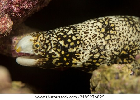 The Snowflake Eel, also known as the Snowflake Moray Eel, Clouded Moray, or Starry Moray, is one of the most beautiful morays, and inhabits caves and crevices throughout the Indo-Pacific reefs.