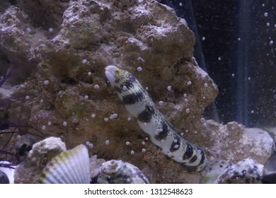 Snowflake Eel And A Puffer Fish