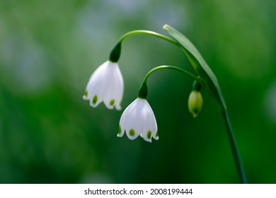 Spring Snowflake Flower Images Stock Photos Vectors Shutterstock