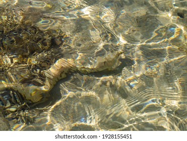 The Snowflake Moray (Echidna Nebulosa) Also Known As The Clouded Moray. Young Individual In Shallow Water.