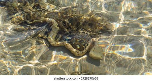 The Snowflake Moray (Echidna Nebulosa) Also Known As The Clouded Moray. Young Individual In Shallow Water.