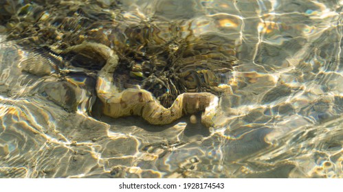 The Snowflake Moray (Echidna Nebulosa) Also Known As The Clouded Moray. Young Individual In Shallow Water.