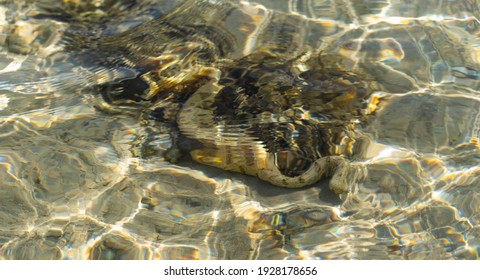 The Snowflake Moray (Echidna Nebulosa) Also Known As The Clouded Moray. Young Individual In Shallow Water.