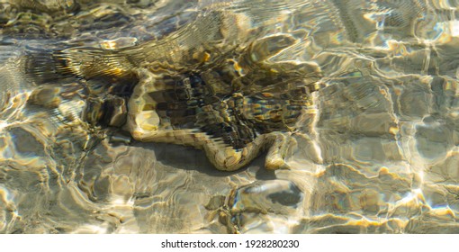 The Snowflake Moray (Echidna Nebulosa) Also Known As The Clouded Moray. Young Individual In Shallow Water.