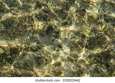 The Snowflake Moray (Echidna Nebulosa) Also Known As The Clouded Moray. Young Individual In Shallow Water.