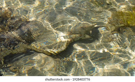 The Snowflake Moray (Echidna Nebulosa) Also Known As The Clouded Moray. Young Individual In Shallow Water.