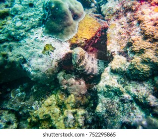 snowflake moray eel
