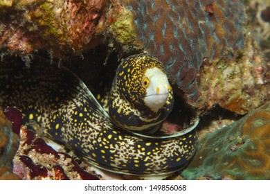 Snowflake Moray Eel All Curled Up