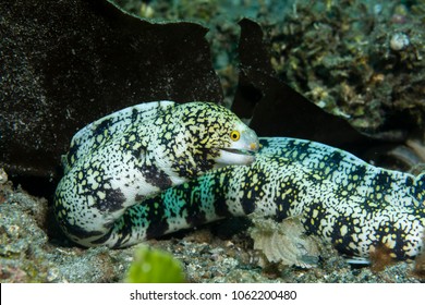Snowflake moray eel (Echidna nebulosa)