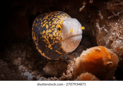 Snowflake moray eel peeking out from rocky reef habitat in Lembeh Indonesia