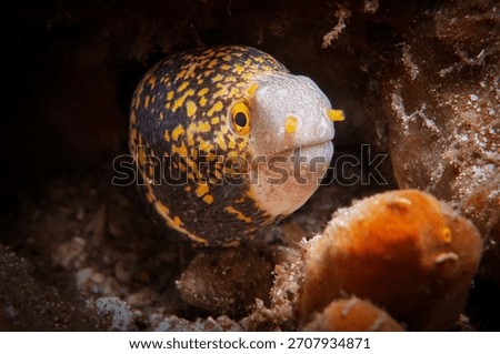 Snowflake moray eel peeking out from rocky reef habitat in Lembeh Indonesia