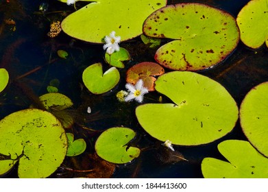 Snowflake Or White Water Fringe Lily