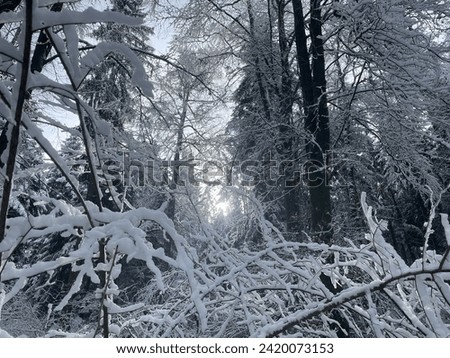 Snowflakes on the brach trees in winter season