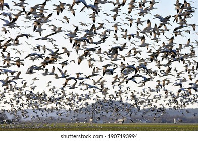 Snowgeese Skagit County WA, USA