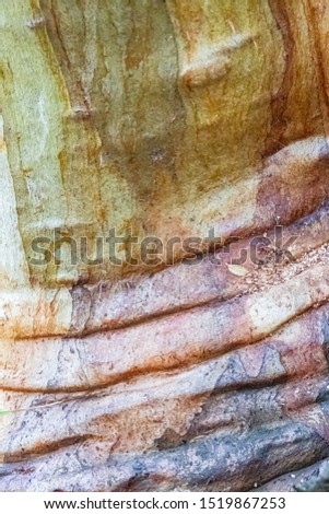Snowgun (Eucalyptus Pauciflora). Ancient trees of Australian Alpine areas. Stunning bark colors and patterns in autumn.