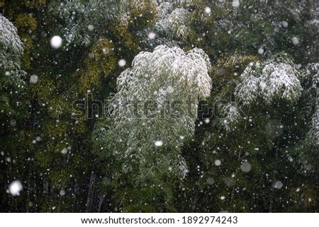 Similar – Image, Stock Photo Snow/Rain Nature Air