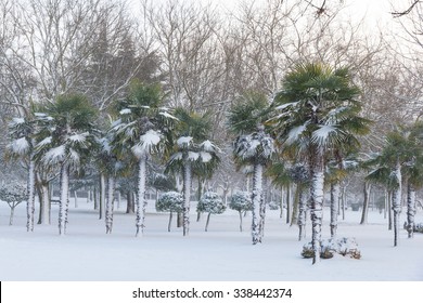 Palm Trees In Snow Images Stock Photos Vectors Shutterstock