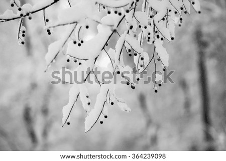 Similar – Image, Stock Photo Close-up of snowy leaves of rosa rubiginosa in winter