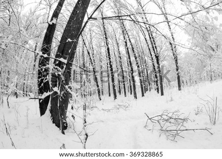 Similar – Foto Bild Schwarzwälder Winterlandschaft