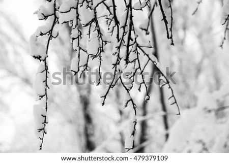 Similar – wintry XIII Nature Plant