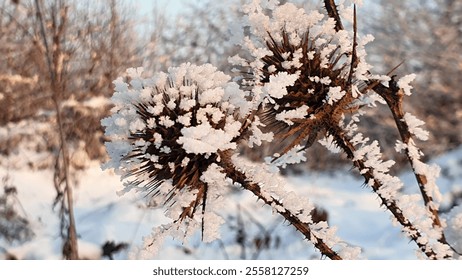 Snow-laden thistles, snow-covered. A close-up of sharp peaks of frost, displaying nature's frozen artwork in the middle of a peaceful landscape covered in a blanket of white on a sunny, sunny winter  - Powered by Shutterstock