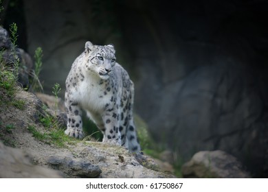 Snowleopard (lat. unica unica) walking towards the camera