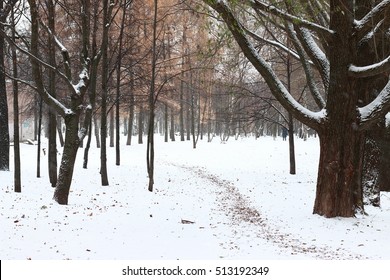 snowly forest. winter is coming. holidays near. winter background