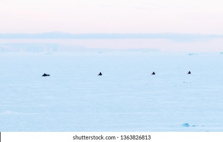 Snowmobiles Driving In Convoy Through The Arctic On Sea Ice