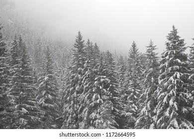 it snows in the pine forests