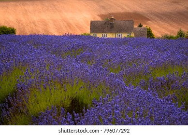 Snowshill Cotswold lavender Farm 