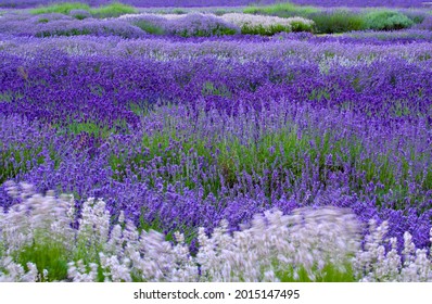 Snowshill Cotswolds Gloucestershire England
Lavender  Fields