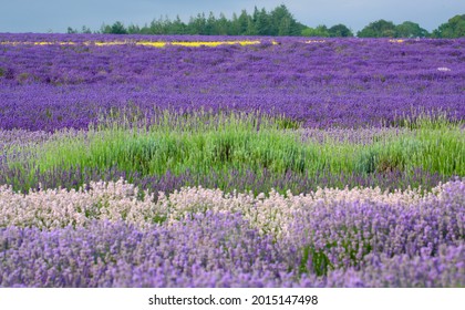 Snowshill Cotswolds Gloucestershire England
Lavender  Fields