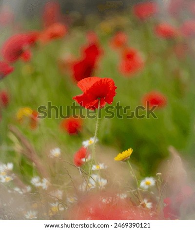 Similar – Mohn, Bienenweide und eine Hummel