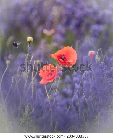 Similar – Image, Stock Photo #A# Red dot in the purple sea