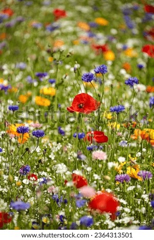 Snowshill Cotswolds Gloucestershire United Kingdom
Wild flower meadow with Poppies