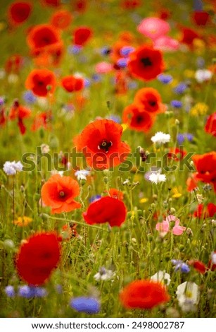 Similar – Wiesenblumen Klatschmohn