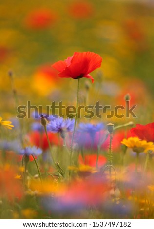 Similar – Mohn, Bienenweide und eine Hummel