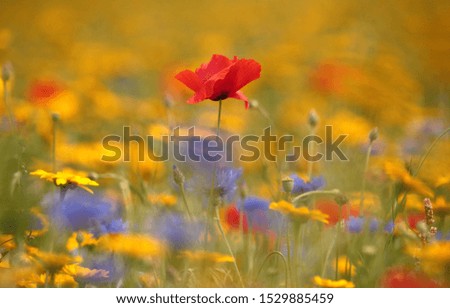 Similar – Image, Stock Photo Colorful flower mixture, meadow flowers