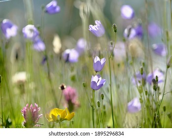 Snowshill Meadow Cotswolds Gloucestershire England
Summer Meadow Flowers And Harebells