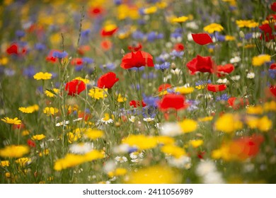 Snowshill Meadow Cotswolds Gloucestershire United Kingdom 
Poppy and meadow flowers