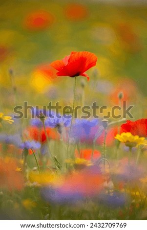 Similar – Mohn, Bienenweide und eine Hummel