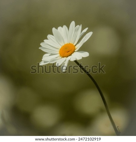 Similar – Foto Bild Herbstblümchen Natur