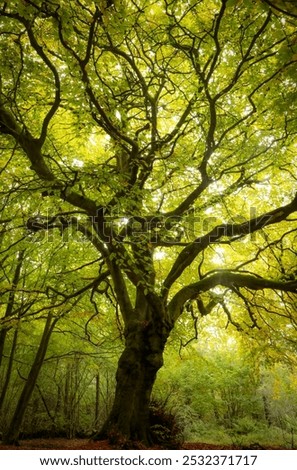 Similar – Image, Stock Photo Green Lung Colour photo