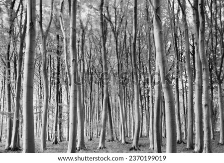  Snowshill Woodland Cotswolds Gloucestershire united Kingdom
Woodland tree trunks in Monochrome 