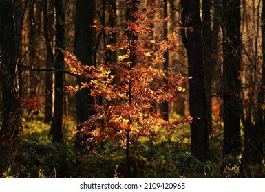 Snowshill Woods Cotswolds Gloucestershire England
Sunlit Autumn Beech Tree 