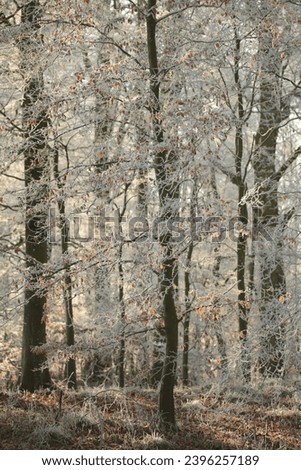 Snowshill Woods Cotswolds Gloucestershire 
Woodland Hoar frost