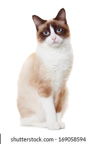 Snowshoe Cat