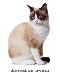 Snowshoe Cat